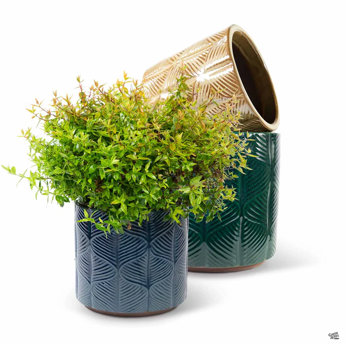 Cascade Cylinder Planter