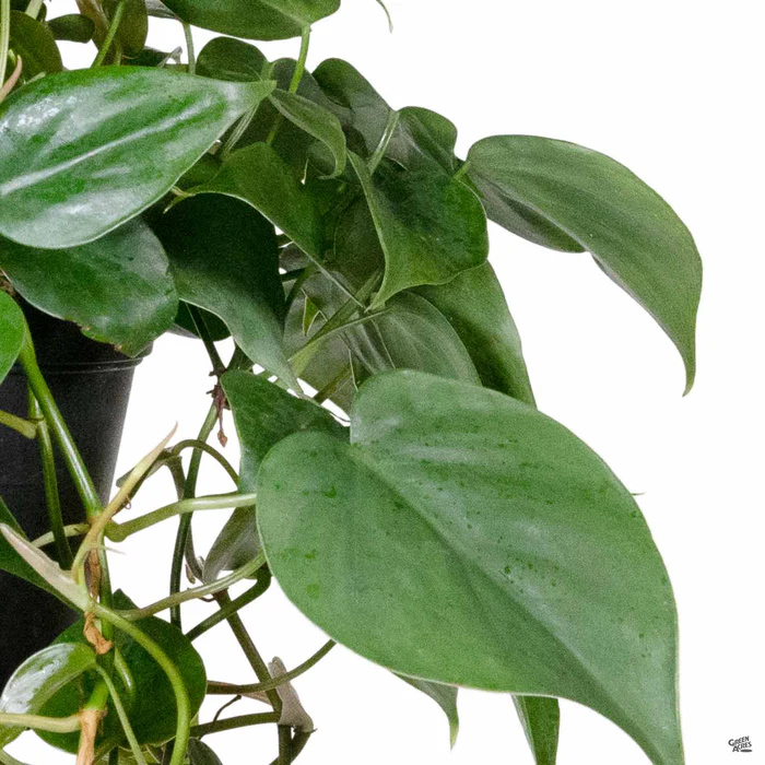 5226-philodendron-cordatum-1.webp Philodendron cordatum