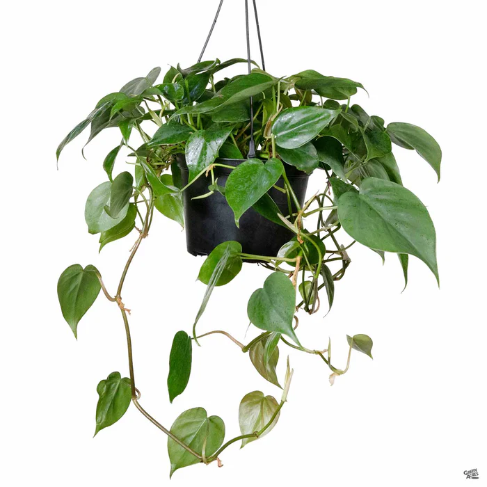 5226-philodendron-cordatum-2.webp Philodendron cordatum