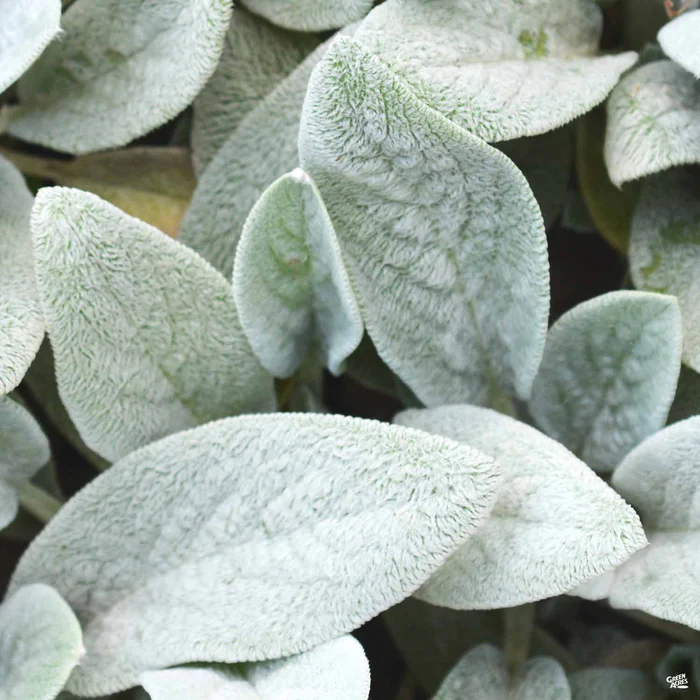 523-silver-carpet-lamb-s-ear-1.webp Silver Carpet Lamb's Ear