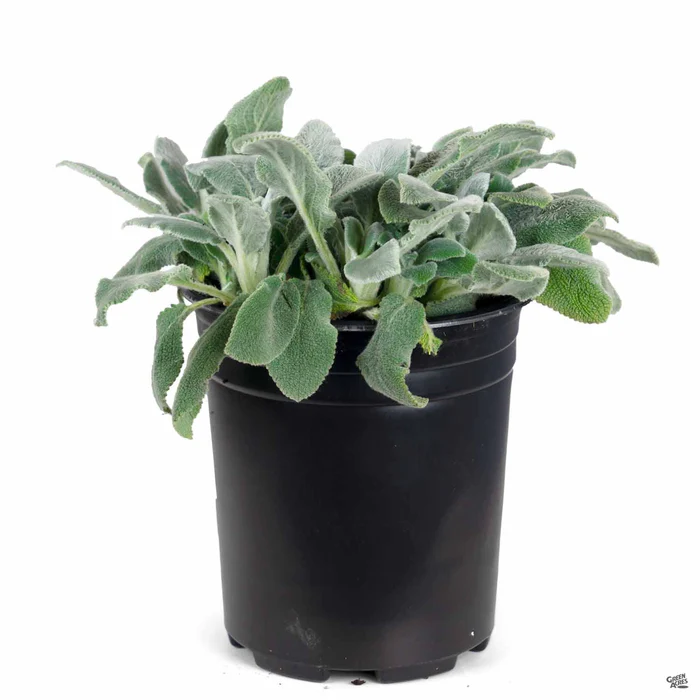 523-silver-carpet-lamb-s-ear-2.webp Silver Carpet Lamb's Ear