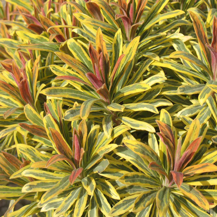 524-euphorbia-ascot-rainbow-1.webp Euphorbia 'Ascot Rainbow'