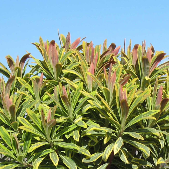 524-euphorbia-ascot-rainbow-2.webp Euphorbia 'Ascot Rainbow'