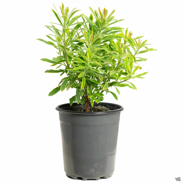 524-euphorbia-ascot-rainbow-3.webp Euphorbia 'Ascot Rainbow'