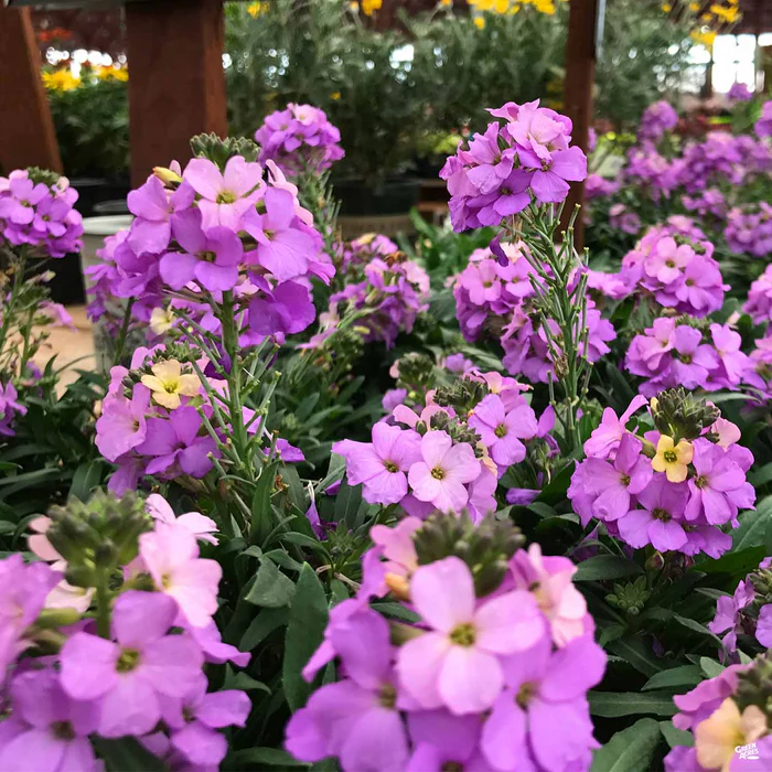 Wallflower 'Bowles Mauve'