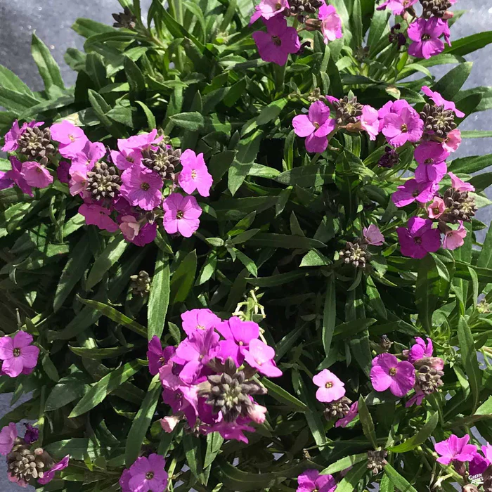 Wallflower 'Bowles Mauve'