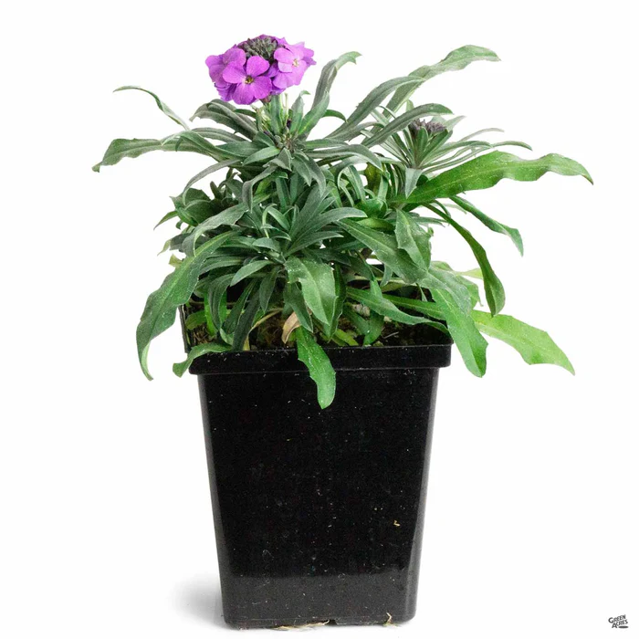 Wallflower 'Bowles Mauve'