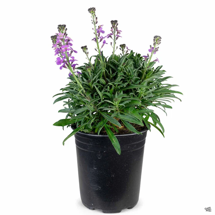 Wallflower 'Bowles Mauve'