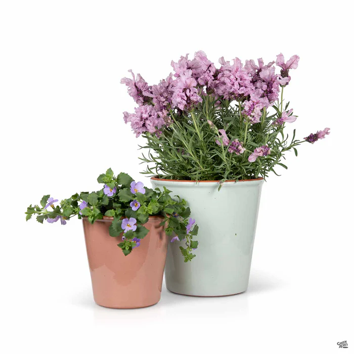 Vasum Pot