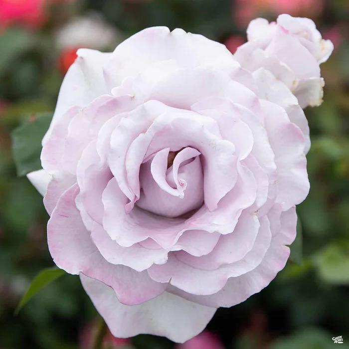 Stainless Steel Rose