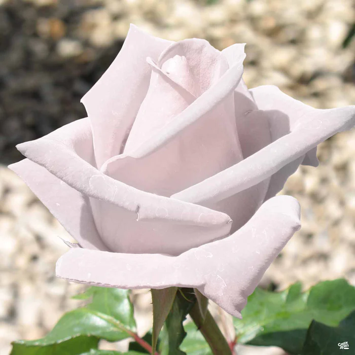 Stainless Steel Rose