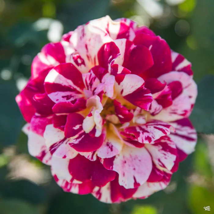 5298-george-burns-rose-1.webp George Burns Rose