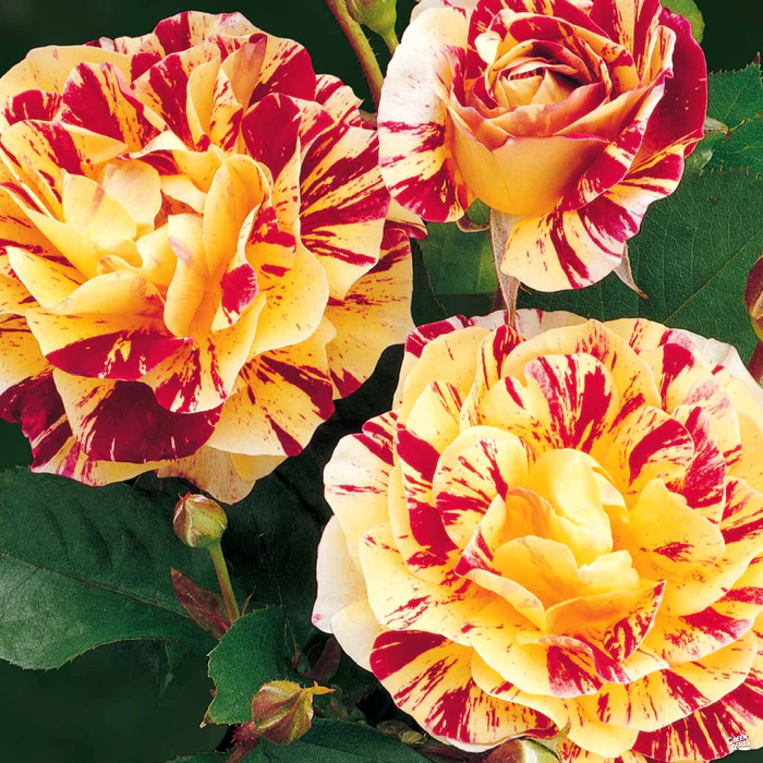 5298-george-burns-rose-2.webp George Burns Rose