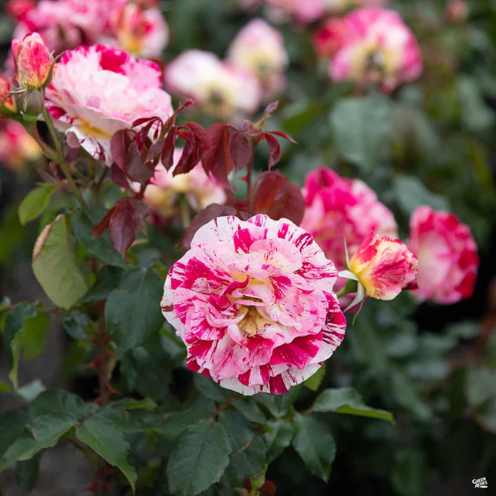 5298-george-burns-rose-4.webp George Burns Rose