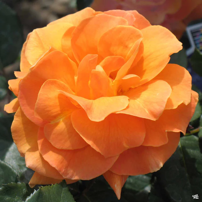 5299-vavoom-rose-1.webp Vavoom Rose