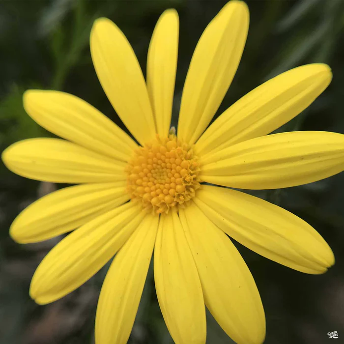 Euryops Daisy
