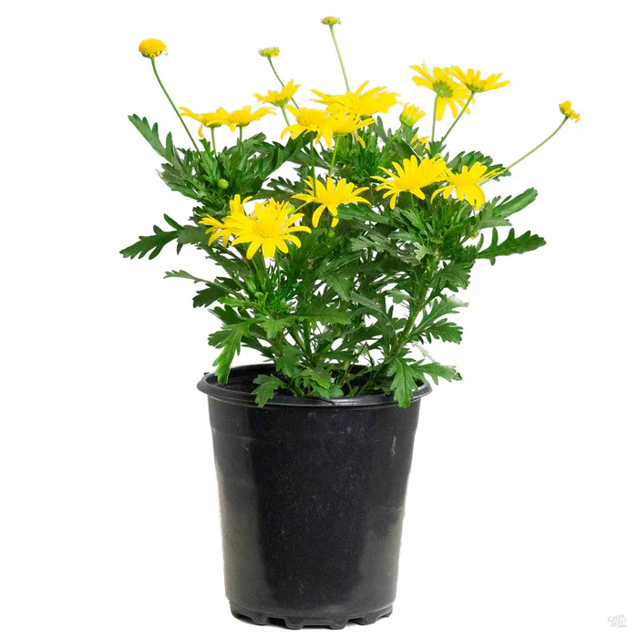 530-euryops-daisy-2.webp Euryops Daisy
