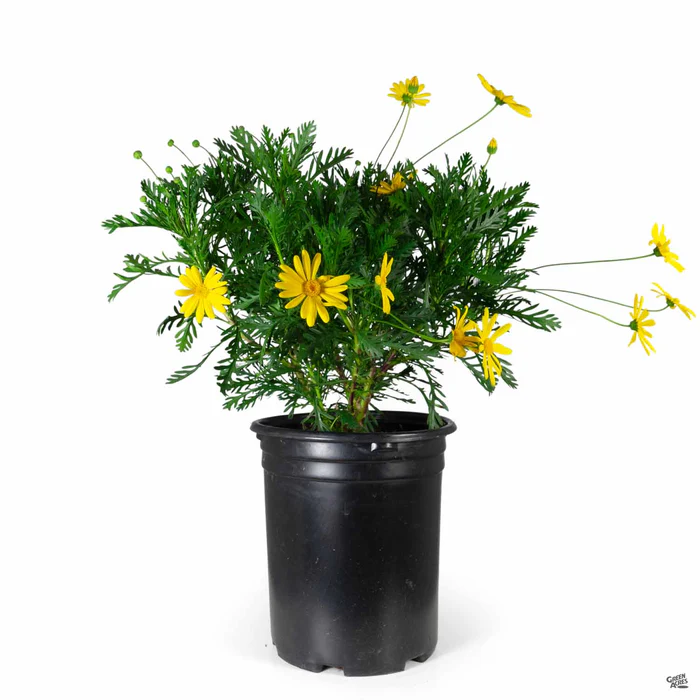 530-euryops-daisy-3.webp Euryops Daisy