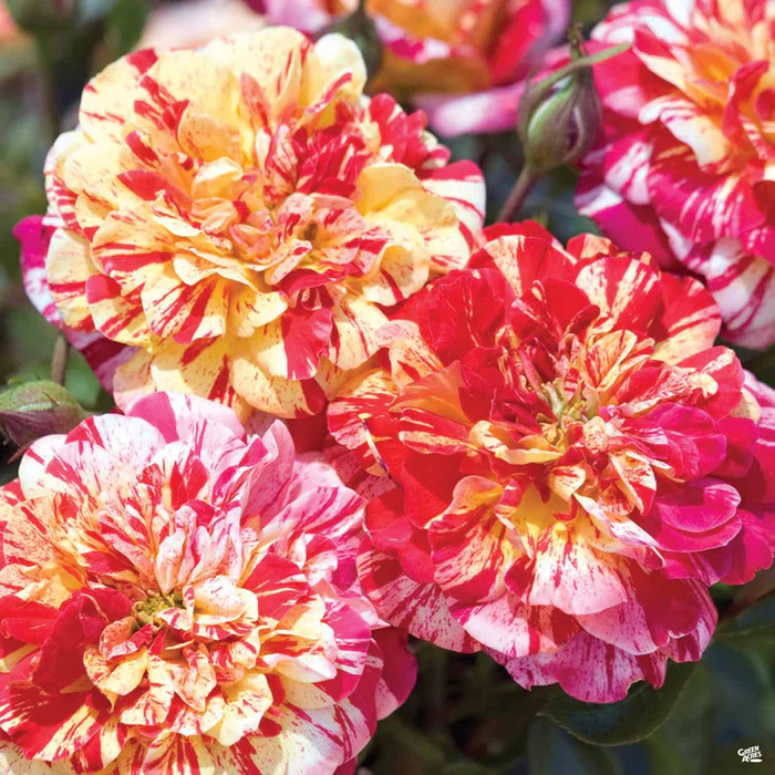 All American Magic Rose