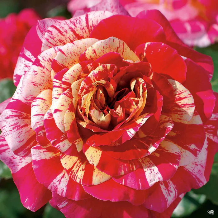 All American Magic Rose