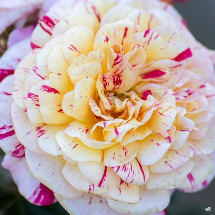 All American Magic Rose
