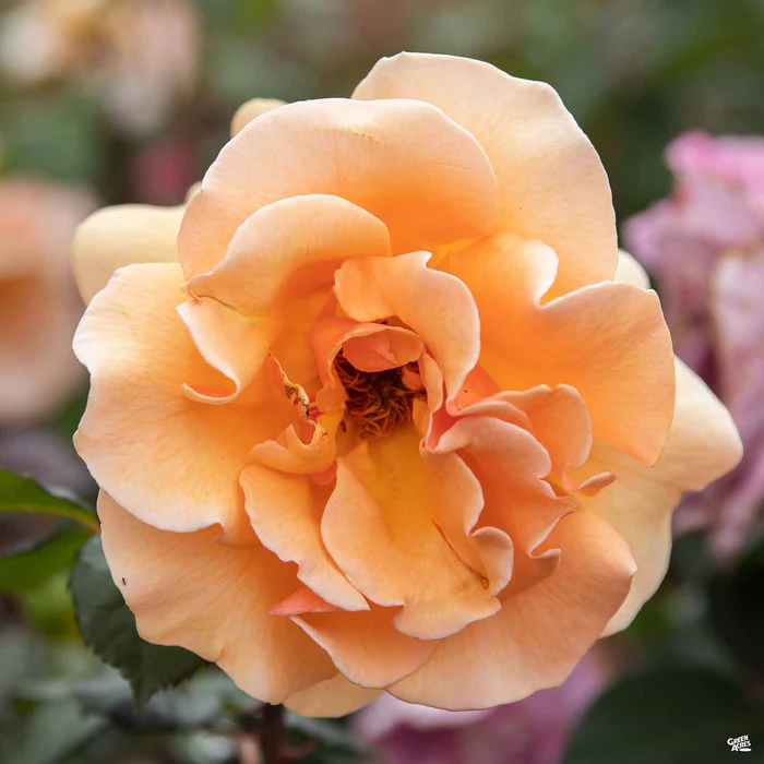 Rose 'Brandy'