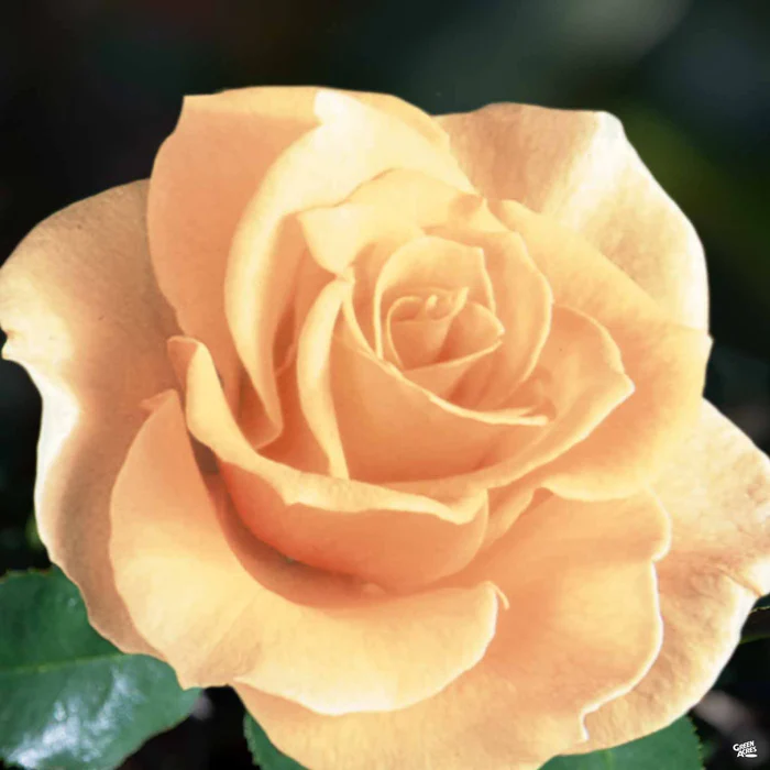 Rose 'Brandy'