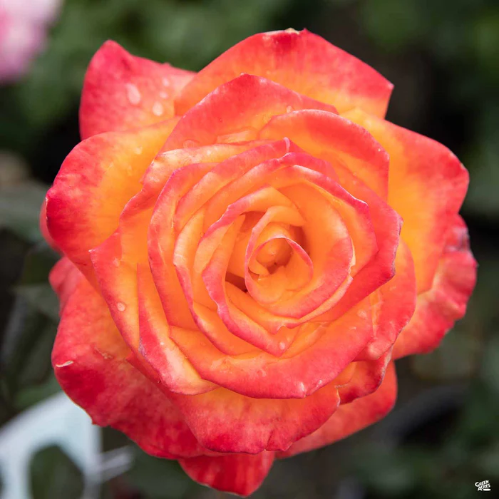 5302-rose-chris-evert-2.webp Rose 'Chris Evert'