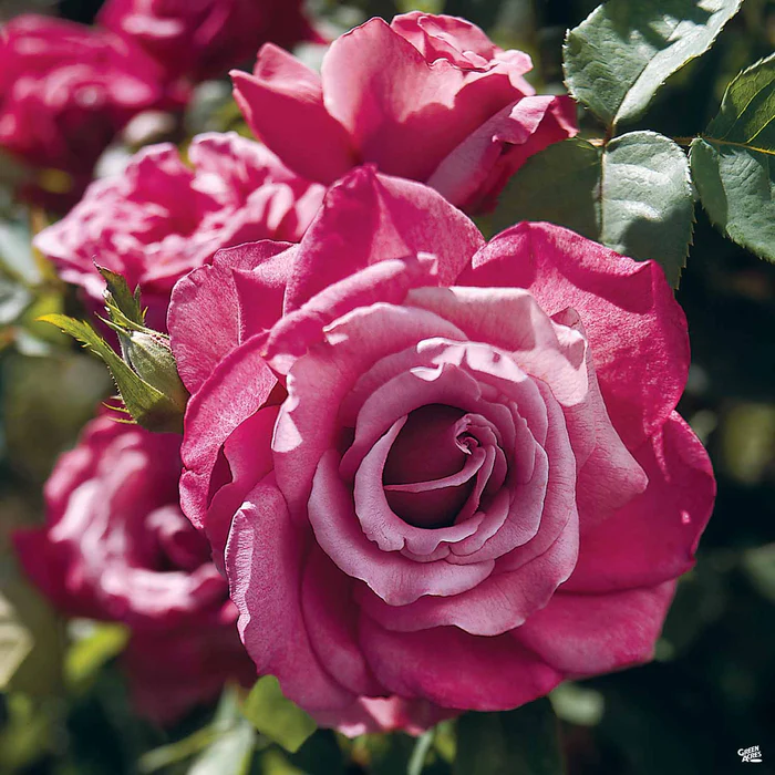 5304-rose-heirloom-1.webp Rose 'Heirloom'