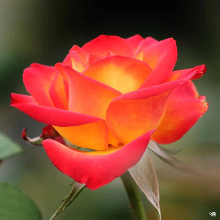5305-rose-perfect-moment-1.webp Rose 'Perfect Moment'