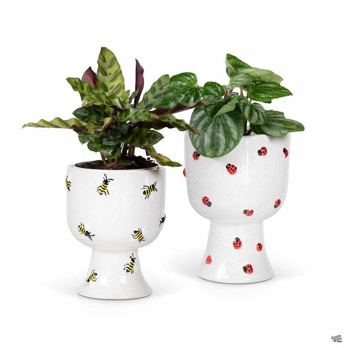 Buzzy Compote Planter