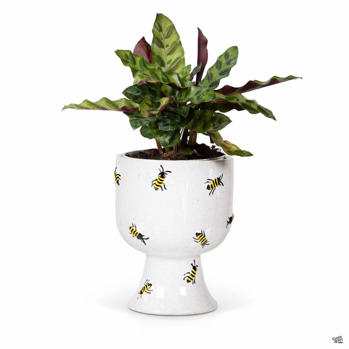 Buzzy Compote Planter