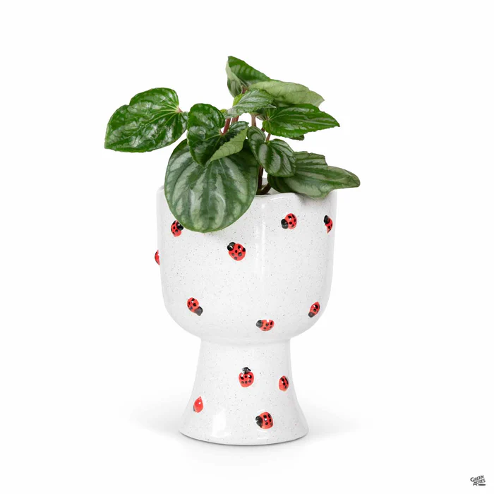 Buzzy Compote Planter