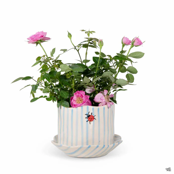 5328-ladybug-striped-planter-1.webp Ladybug Striped Planter