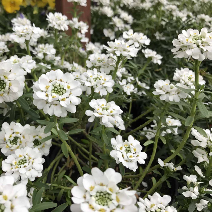 533-candytuft-1.webp Candytuft