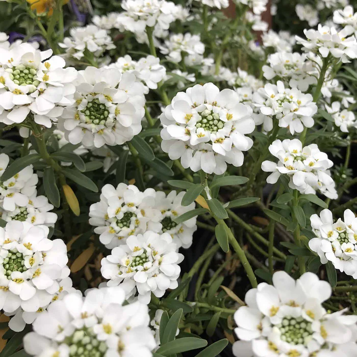 533-candytuft-2.webp Candytuft