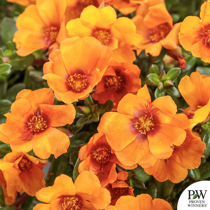 Mojave Series Purslane