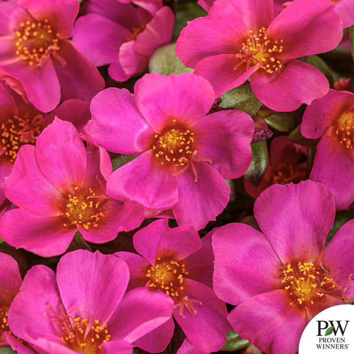 Mojave Series Purslane