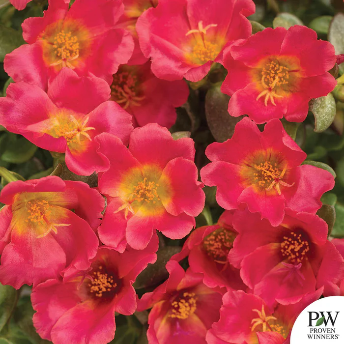 Mojave Series Purslane