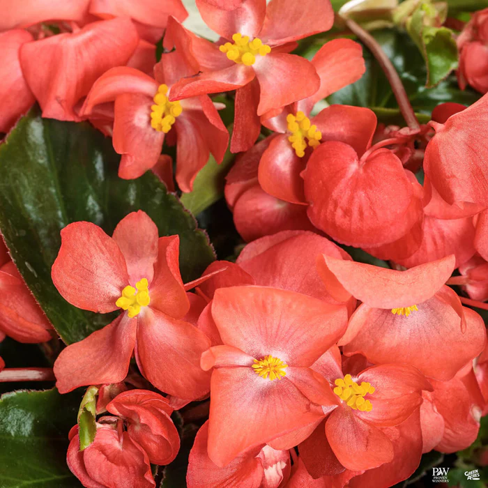 Surefire Cascade Red Begonia