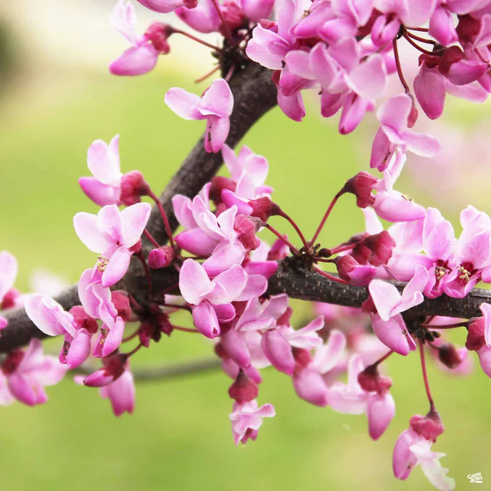 Eastern Redbud 'Merlot'