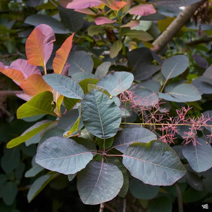 Smoke Tree 'Purple Supreme'
