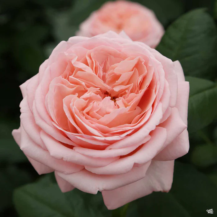 Rose 'Martha Stewart'
