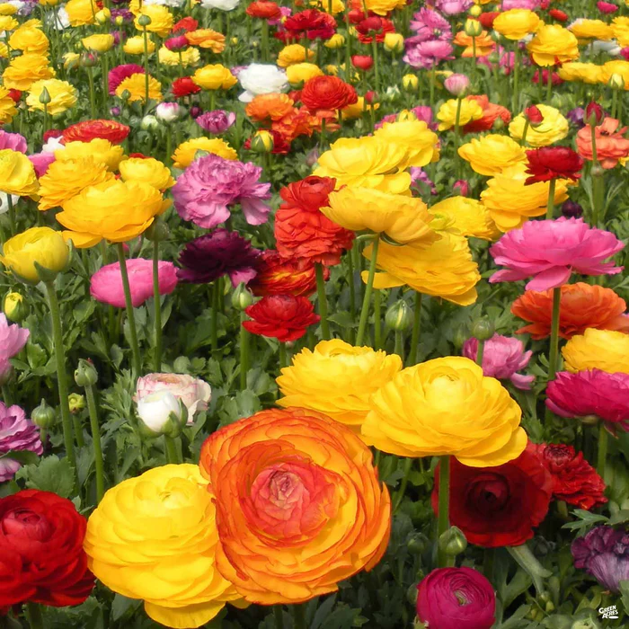 536-ranunculus-1.webp Ranunculus