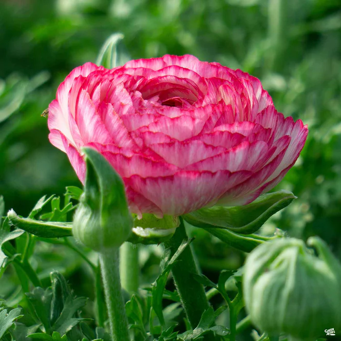 536-ranunculus-2.webp Ranunculus