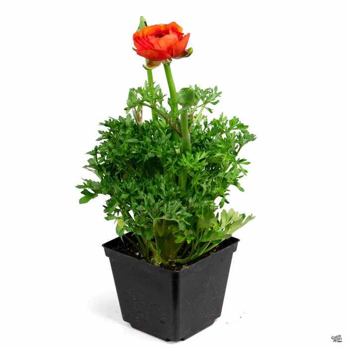 536-ranunculus-4.webp Ranunculus