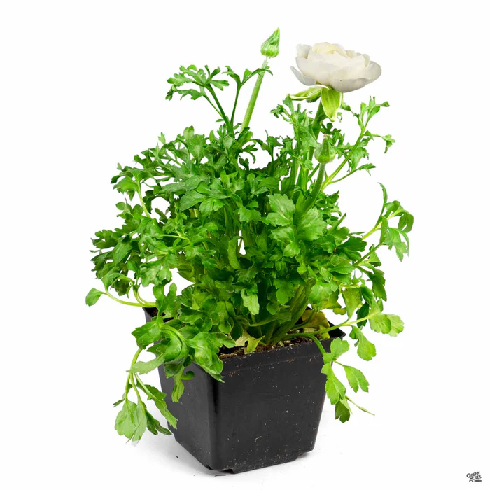 536-ranunculus-5.webp Ranunculus