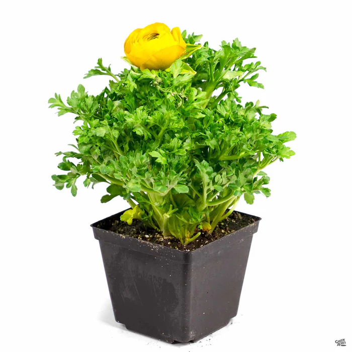 536-ranunculus-6.webp Ranunculus