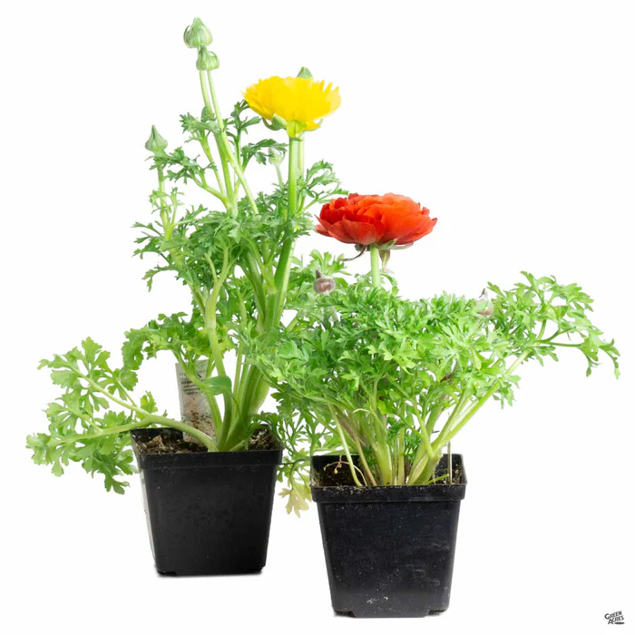536-ranunculus-7.webp Ranunculus