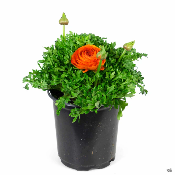 536-ranunculus-8.webp Ranunculus